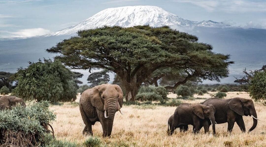 Gaga Tours Amboseli elephants