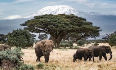 Gaga Tours Amboseli elephants