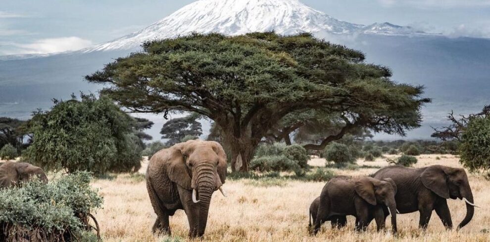 Gaga Tours Amboseli elephants