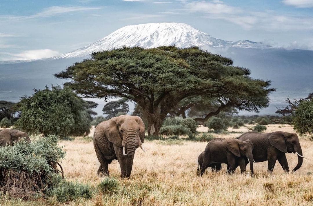 Gaga Tours Amboseli elephants