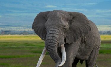 AMBOSELI-ELEPHANTS