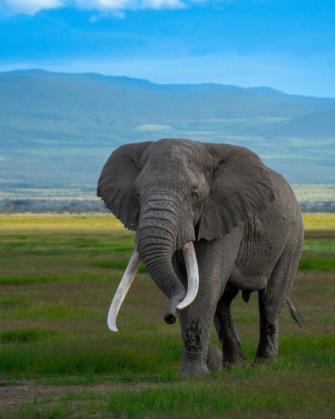 AMBOSELI-ELEPHANTS