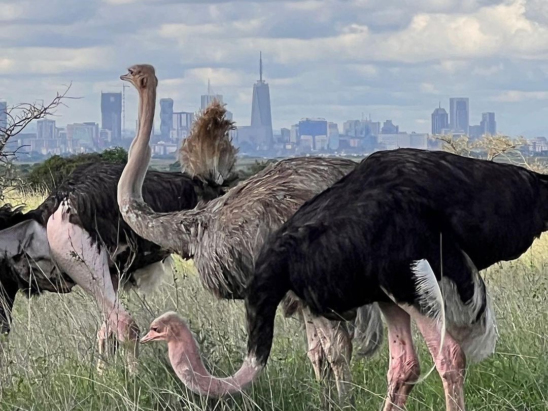 ostrich at amboseli
