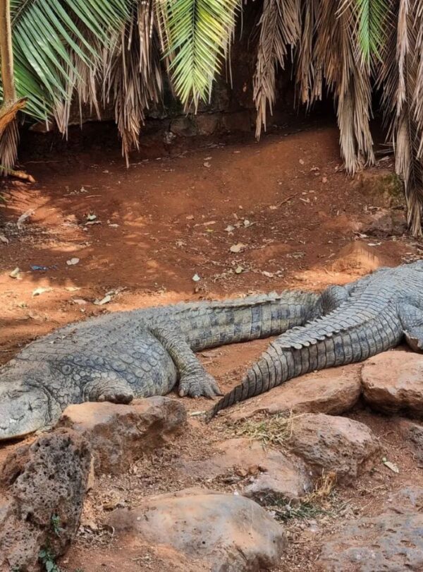 crocs at mamba village trip safari gaga tours