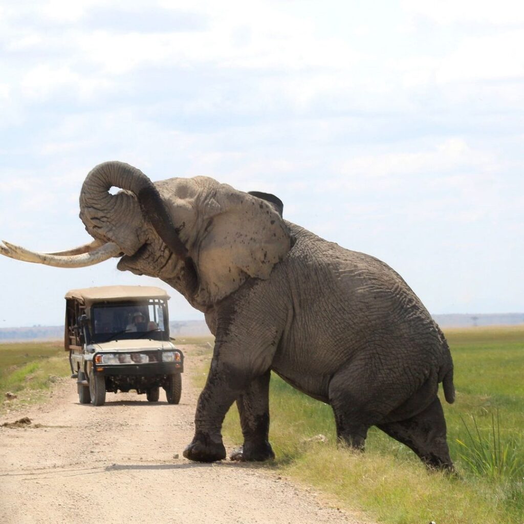 gaga tours amboseli safari best kenya tour operato