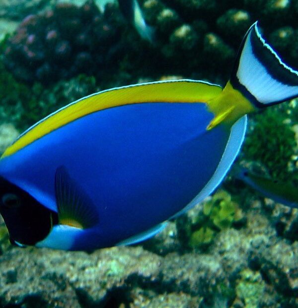 mombasa marine park