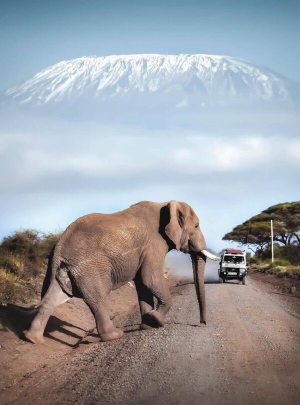 mt-kilimanaro-safari-drive-gaga-tours