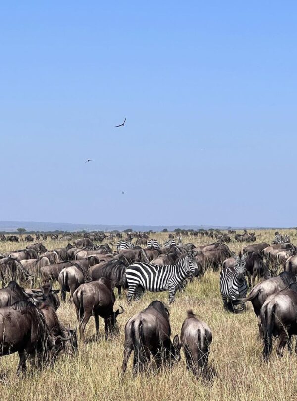 serengeti national reserve gaga tours