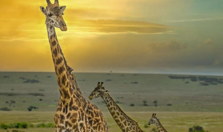 7 Amazing Things About the Maasai Giraffe: Kenya’s Iconic Species