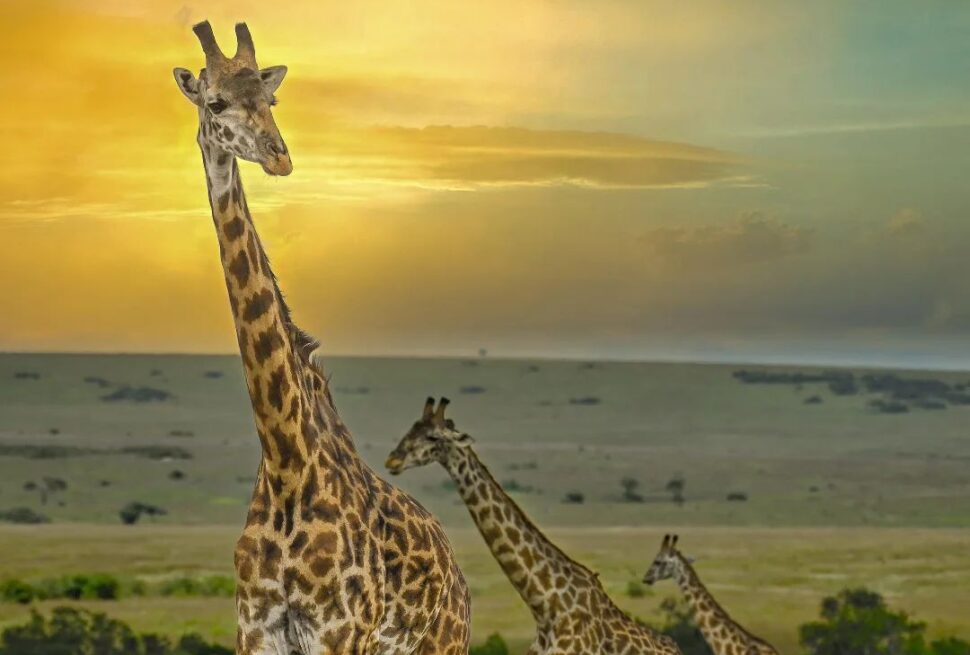 7 fascinating facts about giraffes gaga tours