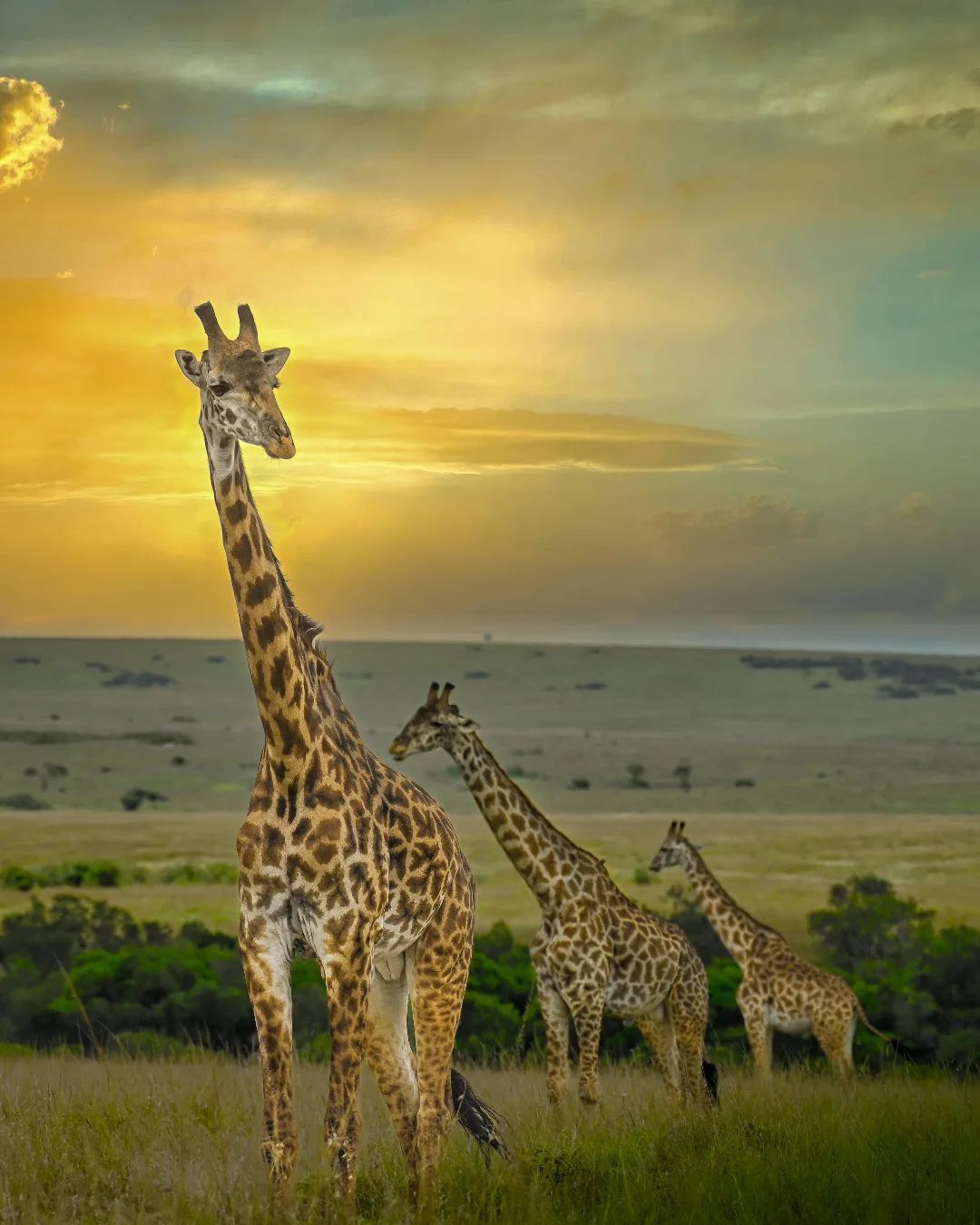 7 fascinating facts about giraffes gaga tours