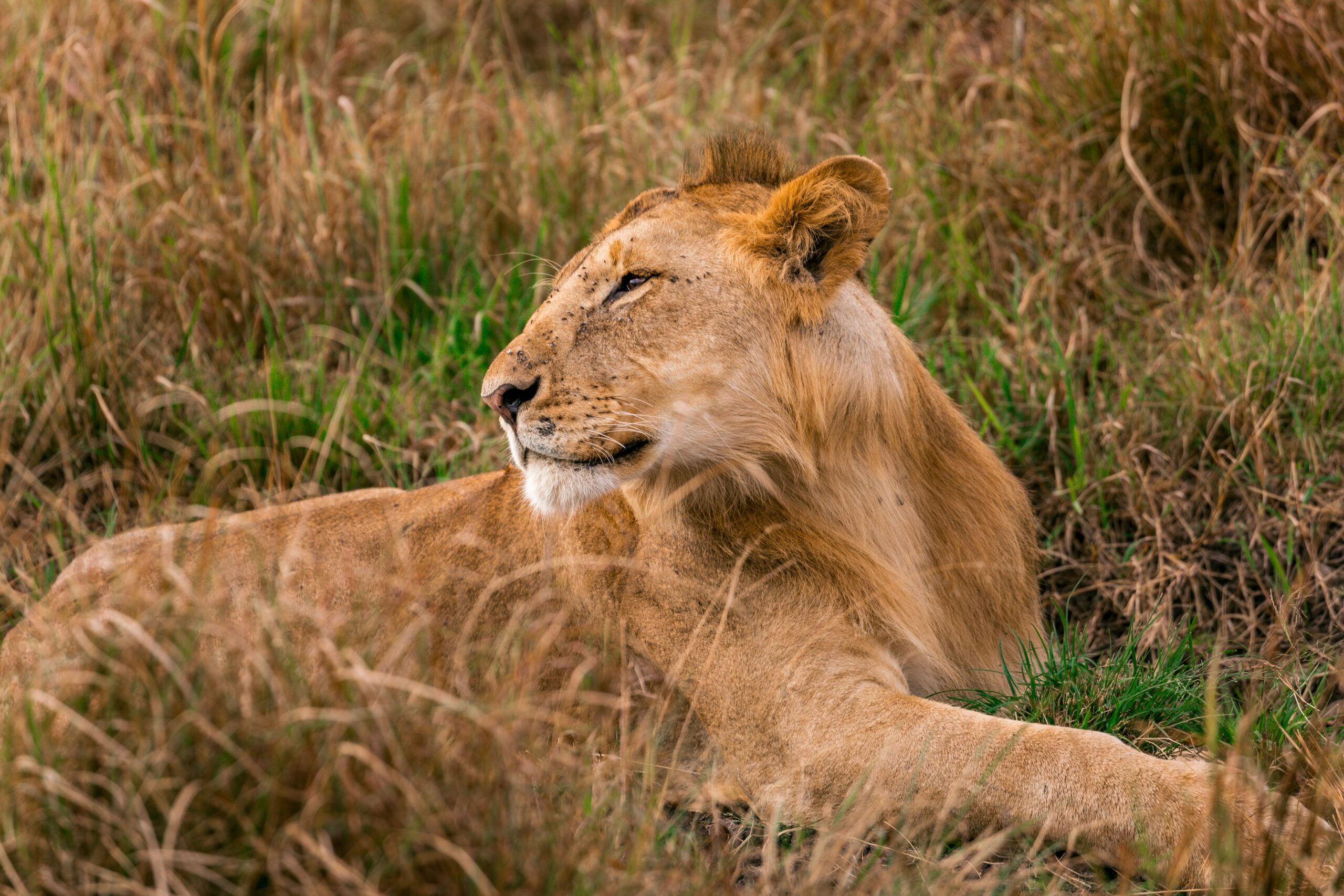 Kenya Wildlife Safari: Top 5 Wildlife Species You Must See in 2025