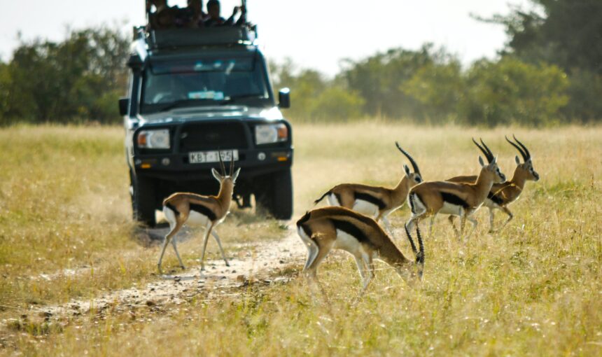 Experience the Maasai Mara: A Complete Travel Guide to Kenya’s Wildlife Paradise