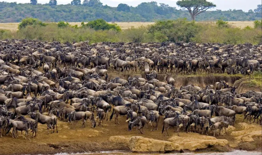 The Great Migration: When & Where to Witness One of Nature’s Greatest Wonders