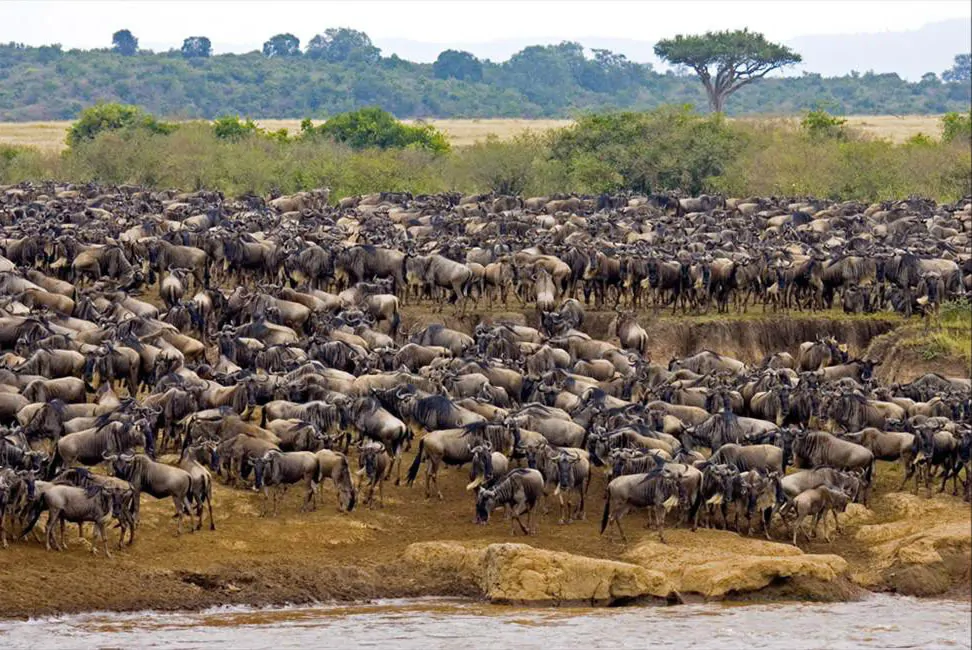 Wildebeest-Migration