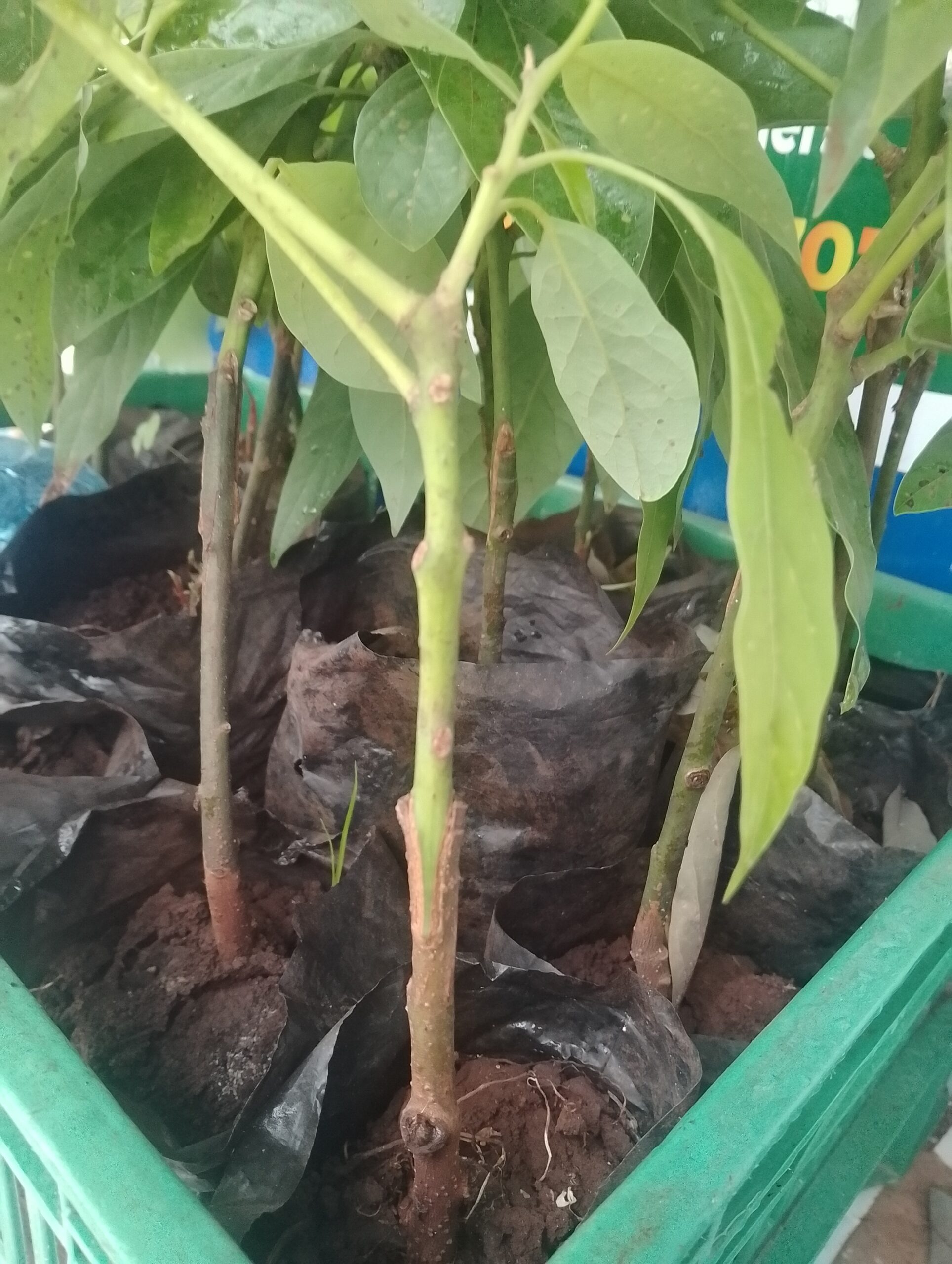 grafting avacados from seedflings to planting gaga tours