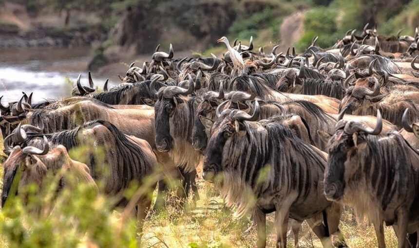 7 Fascinating Things You Should Know About the Great Migration