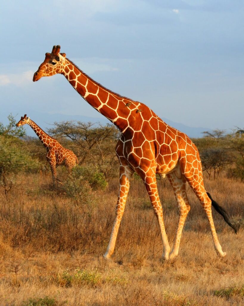 Giraffe at Samburu National Reserve