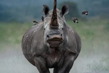 Rhino standing in middle of road with its sharp Horn Gaga Tours safari nairobi national park safari