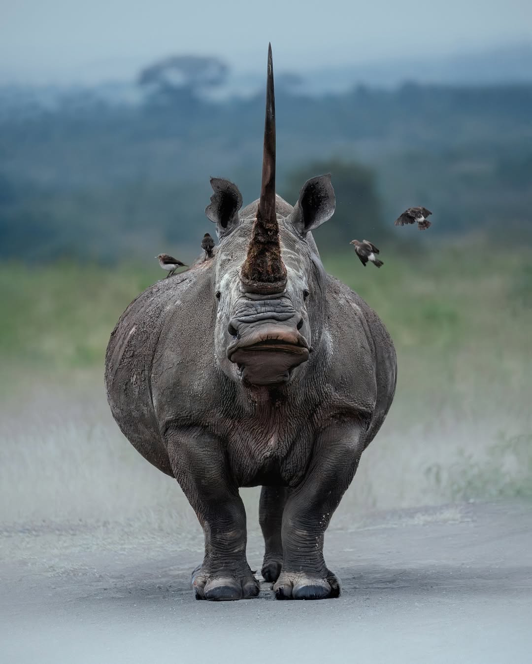 Rhino standing in middle of road with its sharp Horn Gaga Tours safari nairobi national park safari